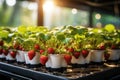 Fresh ripe strawberries growing on strawberry farm. Generated with AI