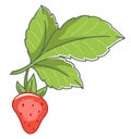 Fresh ripe strawberry plant with berry harvesting