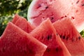 Fresh ripe striped sliced watermelon on a wooden old table, against a background of green leaves