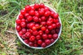 Fresh ripe summer cherries in a white ceramics cup on green grass in summer garden