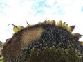 Fresh ripe sunflower seeds on head with bud, pollen and base Royalty Free Stock Photo