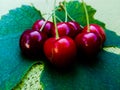 Fresh ripe sweet cherries on grape leaf Royalty Free Stock Photo