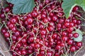 Fresh ripe sweet red currant in basket Royalty Free Stock Photo