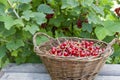 Fresh ripe sweet red currant in basket Royalty Free Stock Photo