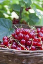 Fresh ripe sweet red currant in basket Royalty Free Stock Photo