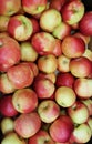 Fresh ripe tasty Mcintosh apples are picked and stacked in a crate