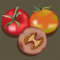 Fresh and Ripe Tomato Realistic Vector Illustration