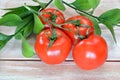 Fresh and ripe tomatoes on the background of a tree Royalty Free Stock Photo