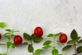 Fresh ripe tomatoes ,green and violet basil leaves Royalty Free Stock Photo