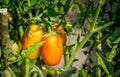 Fresh ripe tomatoes hanging on the vine plant growing in organic garden Royalty Free Stock Photo