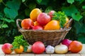 Fresh ripe tomatoes and other vegetables in a wicker basket on a wooden table in the garden Royalty Free Stock Photo