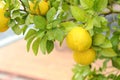 Fresh ripe trifoliate oranges growing on tree outdoors, closeup Royalty Free Stock Photo