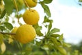 Fresh ripe trifoliate oranges growing on tree outdoors, closeup. Space for text Royalty Free Stock Photo