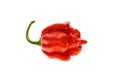 Fresh ripe Trinidad Scorpion Moruga hot chili pepper. Royalty Free Stock Photo