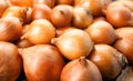 Fresh ripe unpeeled onions