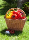 Fresh ripe vegetables in the basket Royalty Free Stock Photo