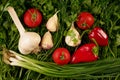 Fresh and ripe vegetables and greens. Royalty Free Stock Photo