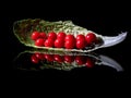 Fresh ripe vine cherry tomatoes on a branch directly above view of green lettuce leaves in a field with Royalty Free Stock Photo