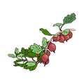 Fresh ripe violet purple gooseberries and leaves on a branch. garden. Hand drawn Sketch style colored ink pen vector illustration