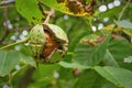 Fresh ripe walnut on the tree Royalty Free Stock Photo