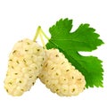 Fresh ripe white mulberry berries with leaves Royalty Free Stock Photo