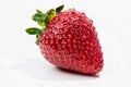 Fresh ripe whole green tailed strawberry with water droplets on white background
