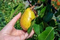 Fresh ripe yellow pear growing on a branch held in her hand by a young woman. Juicy organic pear fruit close-up