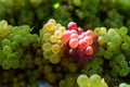 Fresh ripe yellow and pink grapes displayed for sale at a street food market, soft focus
