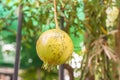 Fresh ripen pomegranate on garden tree