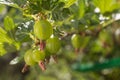 Fresh ripening gooseberries on the branch of bush Royalty Free Stock Photo