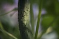 Fresh and ripening green long cucumber Royalty Free Stock Photo