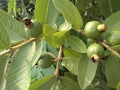 Fresh Ripening Guavas Tree in the Home Garden