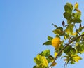 Fresh ripening lemons and flowers Royalty Free Stock Photo