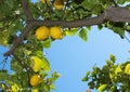 Fresh ripening lemons and flowers Royalty Free Stock Photo