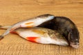 Fresh river fish lies on a hard surface. Royalty Free Stock Photo