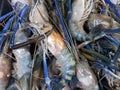 Fresh river prawn from the fish market. fresh shrimp and seafood Royalty Free Stock Photo