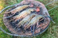 Fresh river prawn grilled  on Charcoal stove. Local food. Cooking at home. selective focus. Big shrimps Royalty Free Stock Photo