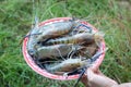 Fresh river prawn grilled on large dishes Local food. Cooking at home. selective focus. Big shrimps Royalty Free Stock Photo