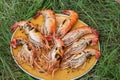 Fresh river prawn grilled on large dishes Local food. Cooking at home. selective focus. Big shrimps Royalty Free Stock Photo