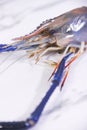 Fresh River Prawn Head with Sharp Rostrum Focus Royalty Free Stock Photo