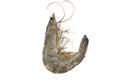 Fresh river prawns, moist body