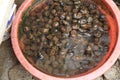 Fresh river snail selling