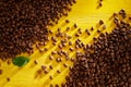 Fresh roasted coffee beans on a yellow background