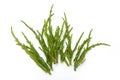 Fresh rock samphire