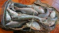 Fresh rohu fish in mesh bag