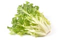 Fresh Romain Lettuce. Crispy endive. close-up, isolated on white background Royalty Free Stock Photo