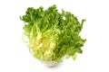 Fresh Romain Lettuce. Crispy endive. close-up, isolated on white background Royalty Free Stock Photo