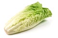 Fresh Romain Lettuce, isolated on white background Royalty Free Stock Photo