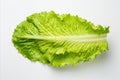 Fresh romaine lettuce on clean white background for eye catching ads packaging designs