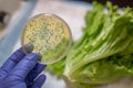 Fresh Romaine lettuce with E coli culture plate Royalty Free Stock Photo